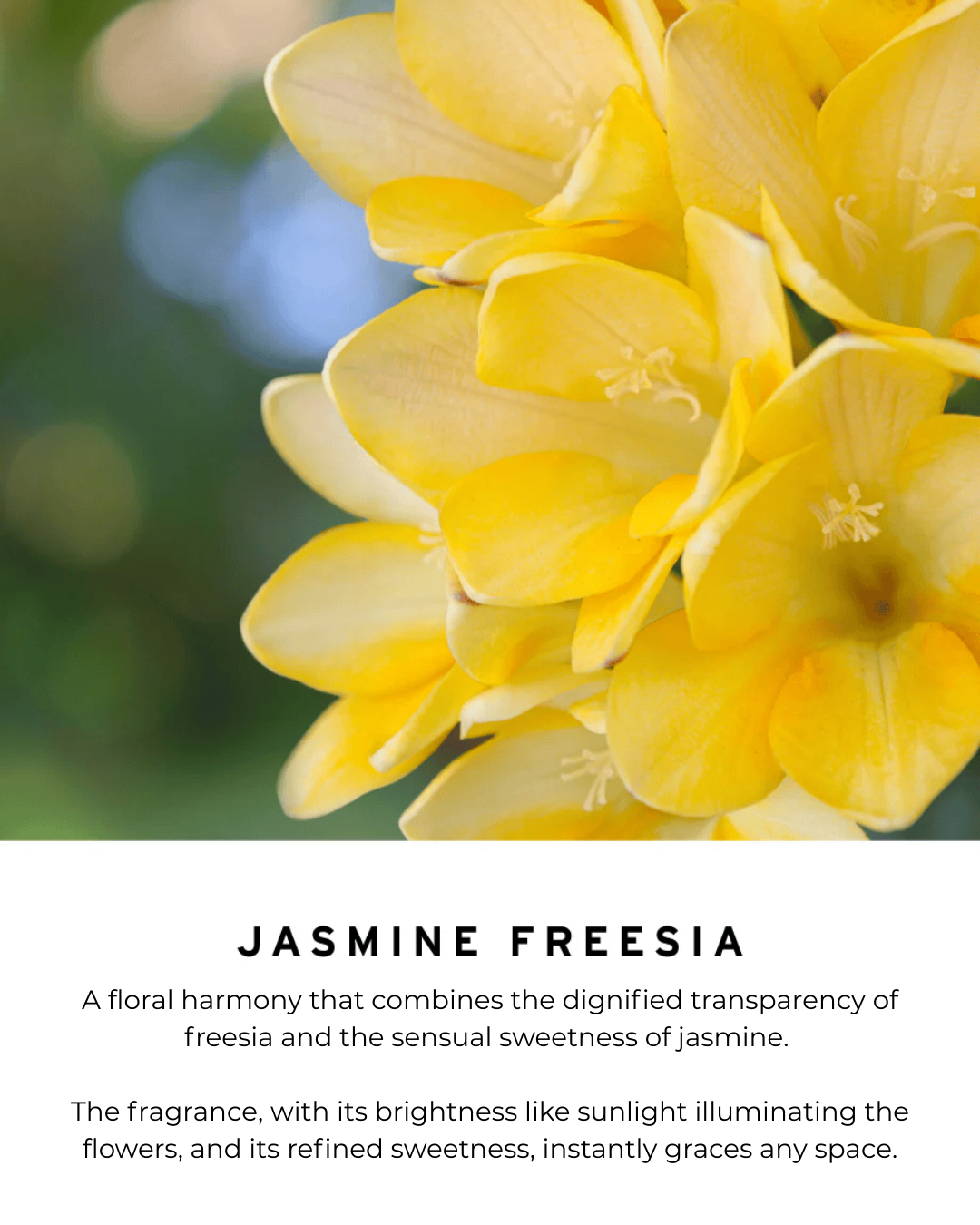Jasmine Freasia