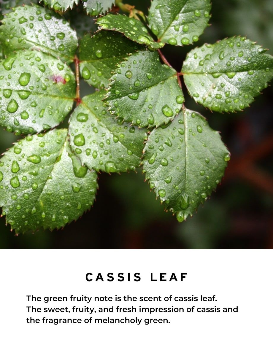 Cassis Leaf