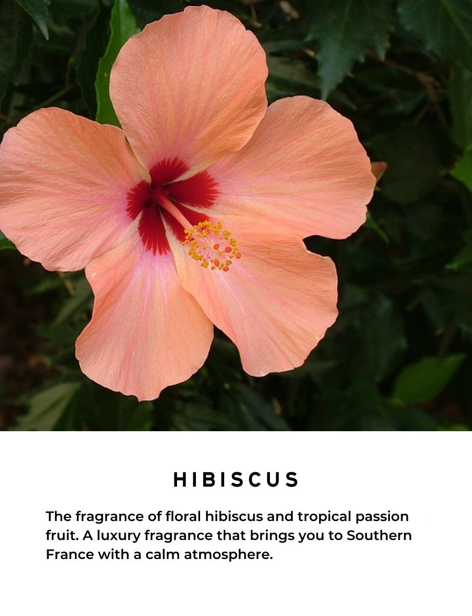 SHOLAYERED BLACK 、ROSE MUGUET、HIBISCUS Rose SHOLAYERED BLACK 、ROSE MUGUET、HIBISCUS & Muguet